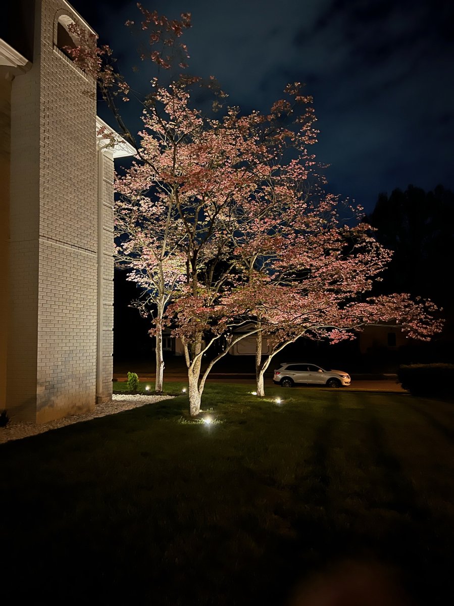 Corner of a white house with flowering pink dogwood trees illuminated by well lights